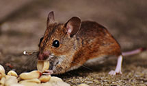 24 Hour & Emergency Exterminators in Cleora, OK